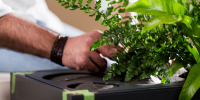 Bepflanzen