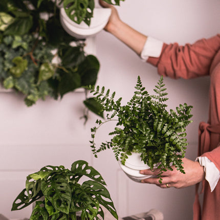 Essential Set – Kleine grüne Wand