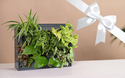 Als Geschenk