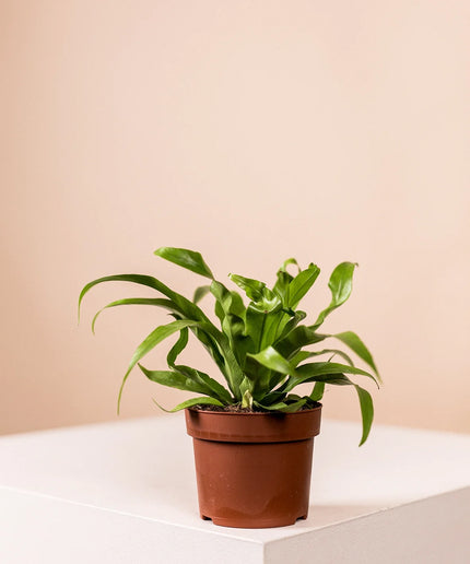 Lush Green (6er Set)