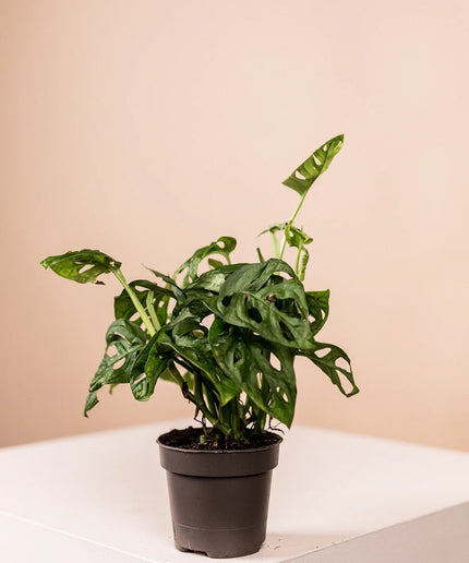 Lush Green (6er Set)