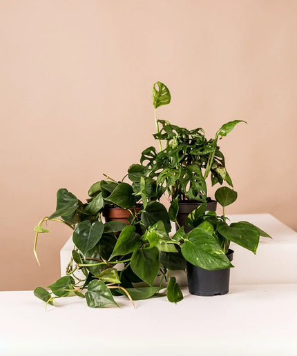 lush_green