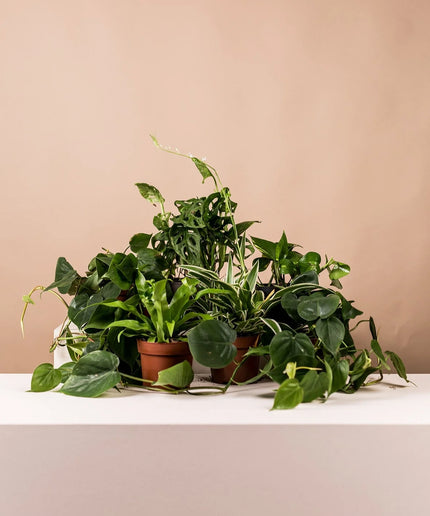 lush_green