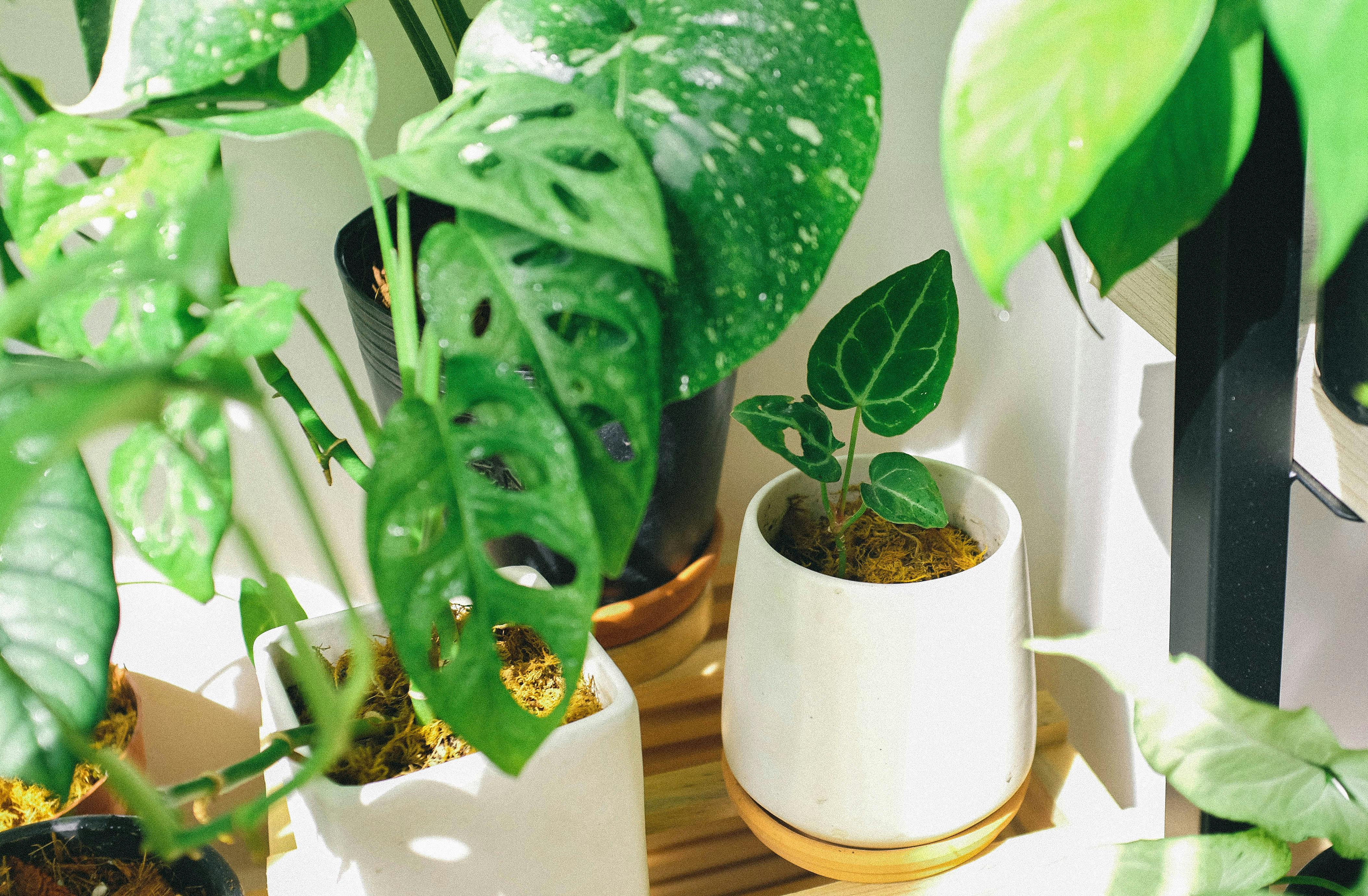Die schönsten grünen Zimmerpflanzen 2024 